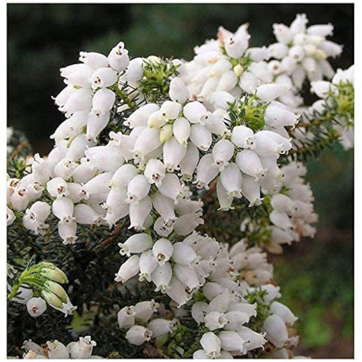 White Heather Seeds