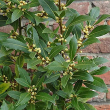 Bay Laurel Seeds