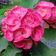 Crown of Thorns Seeds - Dark Pink