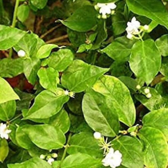 Arabian Jasmine Seeds ¨C up to 50%