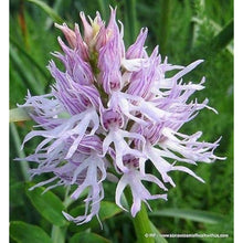 Naked Man Orchid Seeds