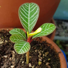 Madagascar Jewel Seeds