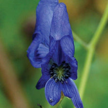 Monkshood Flower Seeds