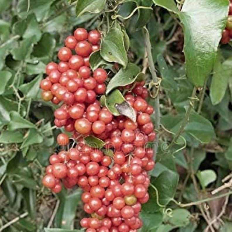 Sarsaparilla Seeds