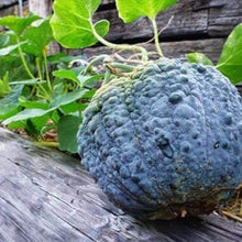 Black Futsu Squash Seeds