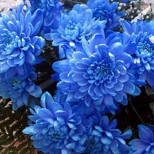 Blue Chrysanthemum Seeds