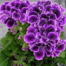Violet Geranium Flower Seeds