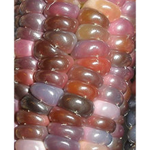 Glass Gem Corn Seeds