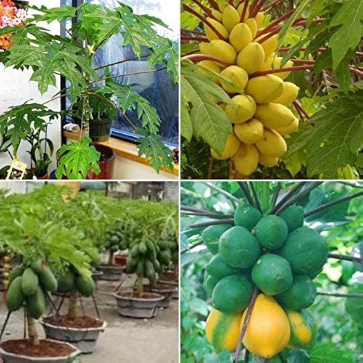 Papaya Fruit Seeds up to 50%