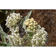 Woollypod Milkweed Seeds