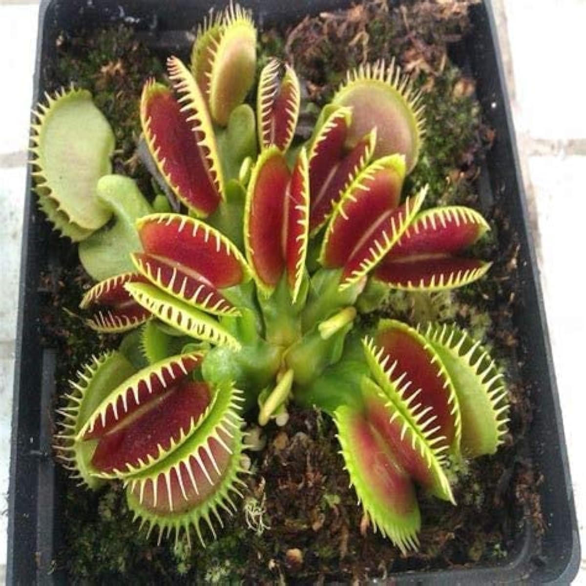 Venus Flytrap Plant Seeds up to 50%