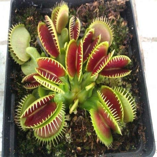 Venus Flytrap Seeds