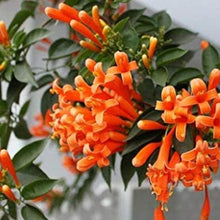 Orange Pyrostegia Venusta Vibrant Climbing Flower Seeds