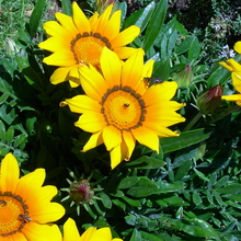 Gazania Seeds - Dwarf Mix