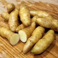 Banana Fingerling Potato Seeds