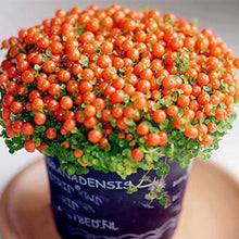 Lamp Beads Grass Seeds
