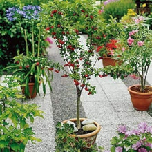 Dwarf Cherry Tree Seeds