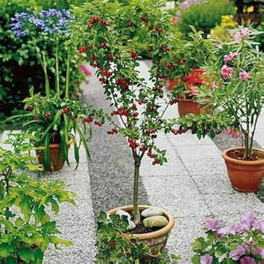 Dwarf Cherry Tree Seeds