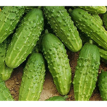 Nezhin Pickling Cucumber Seeds
