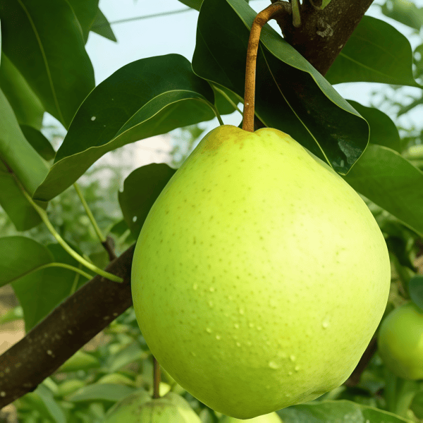 Pear Seeds up to 50%