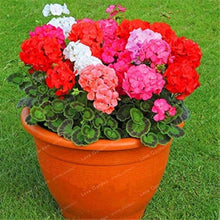 Apple Blossom Geranium Seeds