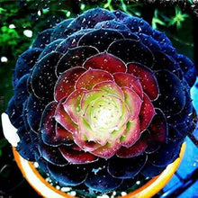 Peony Succulent Seeds