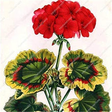 Violet Geranium Flower Seeds