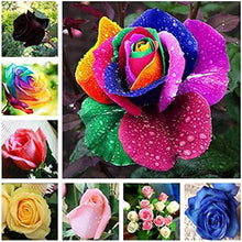 Mixed Rose Seeds
