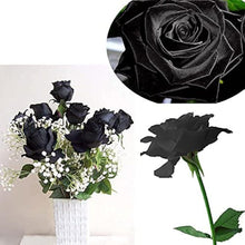 Black Rose Flower Seeds
