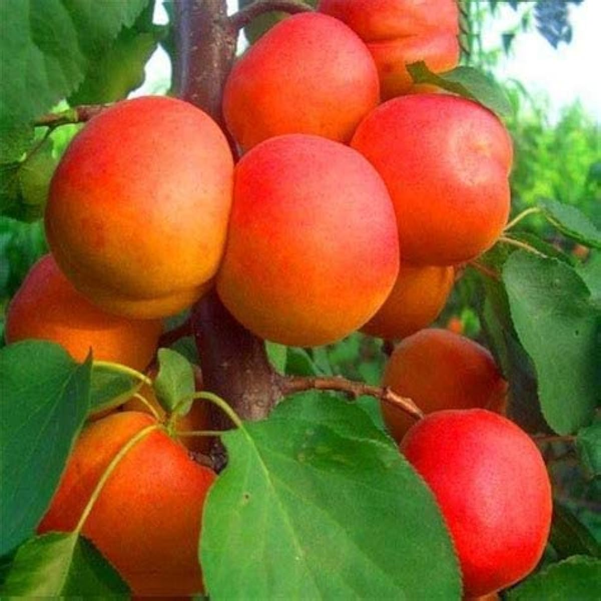 Apricot Seeds – up to 50%