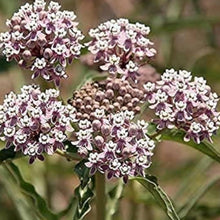 Narrowleaf Milkweed Seeds