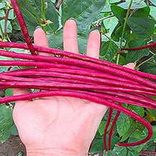 Red Noodle Yard Long Bean Seeds