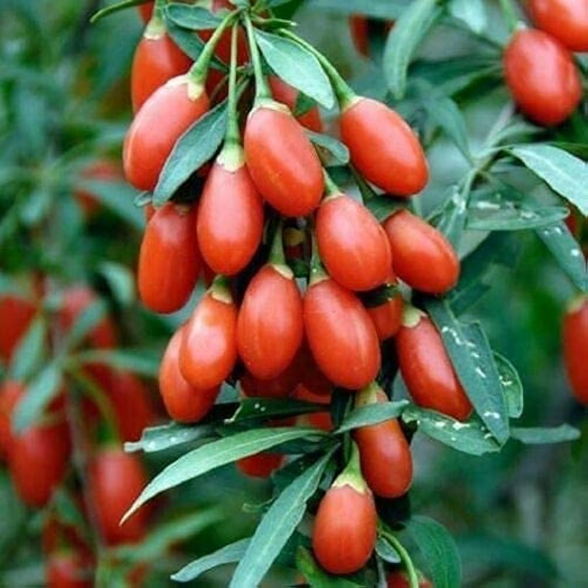 Goji Berry Seeds  up to 50%