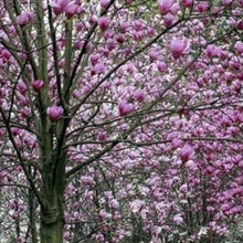 Magnolia Tree Seeds