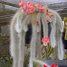 Monkey Tail Cactus Seeds