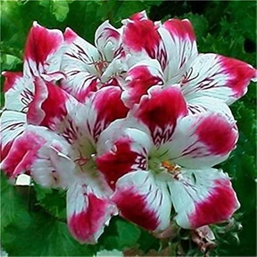 Garden Geranium Flower Seeds