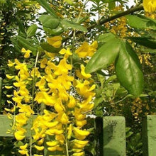 Yellow Laburnum Seeds