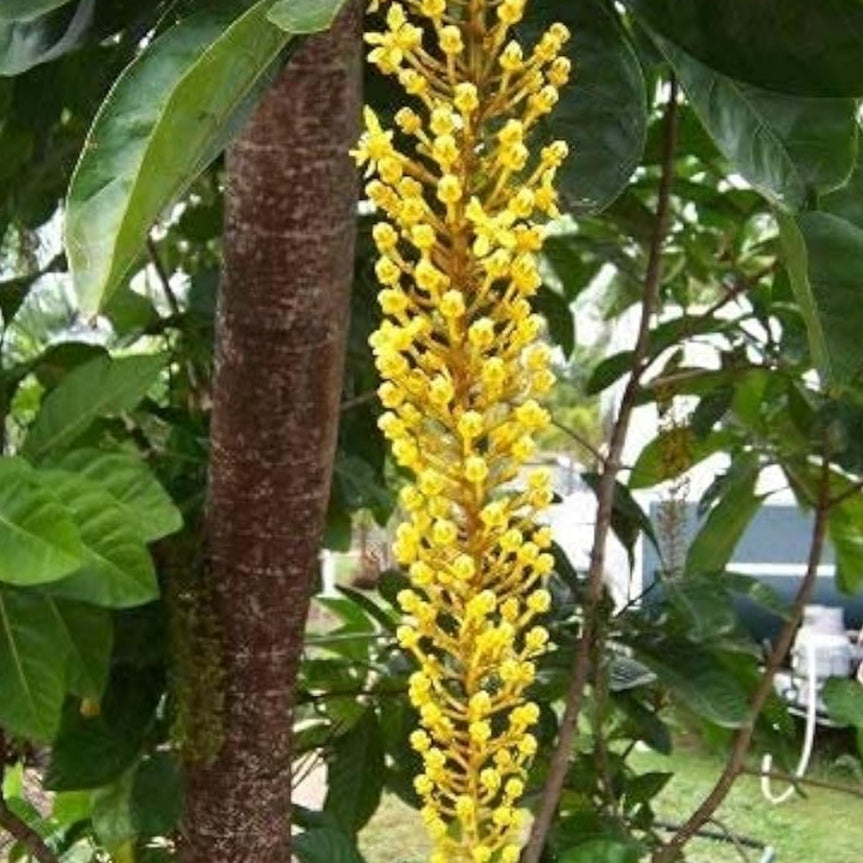 Yellow Laburnum Seeds ¨C up to 50%