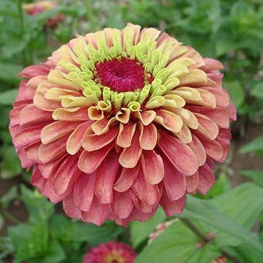 Queen Lime Red Zinnia Seeds