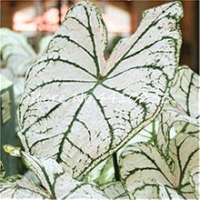 Salmon Pink Caladium Seeds