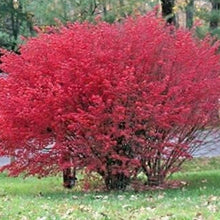 Burning Bush Kochia Seeds
