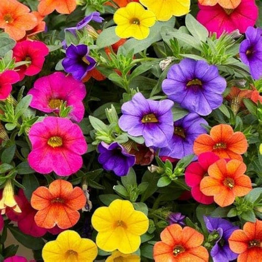 Mixed Petunia Seeds