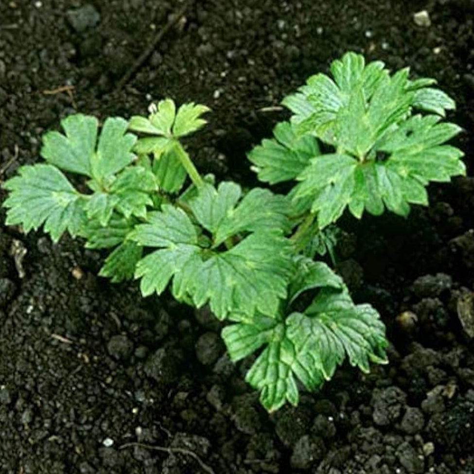 Mixed Heuchera Flower Seeds up to 50%
