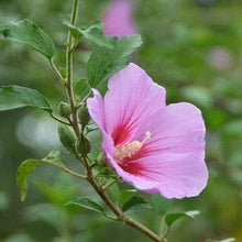 Giant Hibiscus Seeds