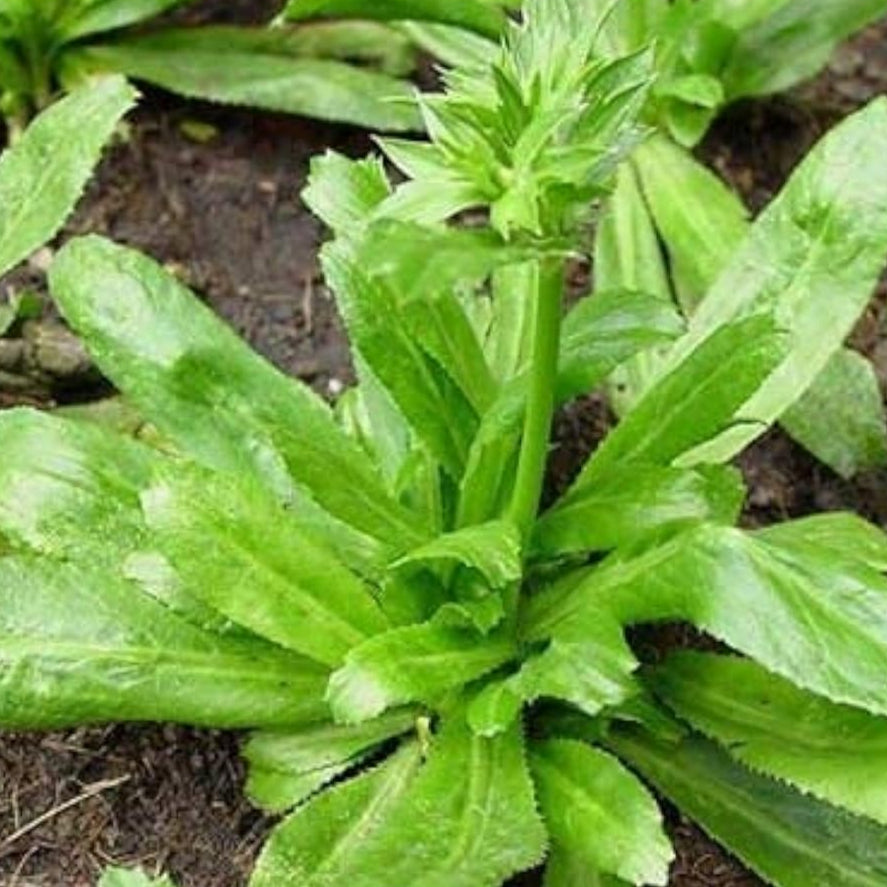 Long Coriander Herb Seeds up to 50%