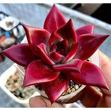 Echeveria Agavoides Seeds