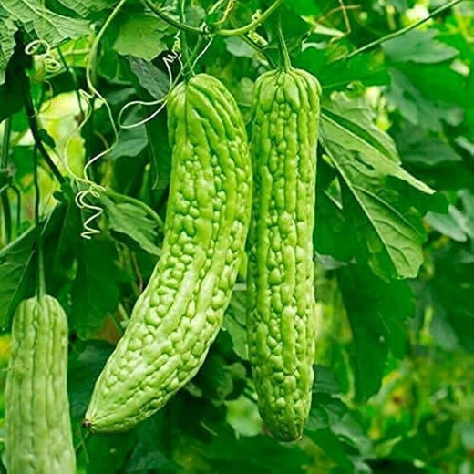 Balsam Pear Bitter Gourd Seeds