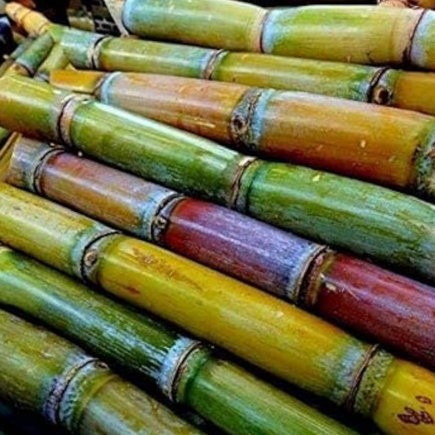 Sugar Cane Seeds