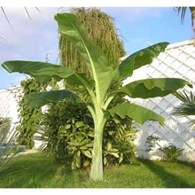 Snow Banana Ornamental Plant Seeds