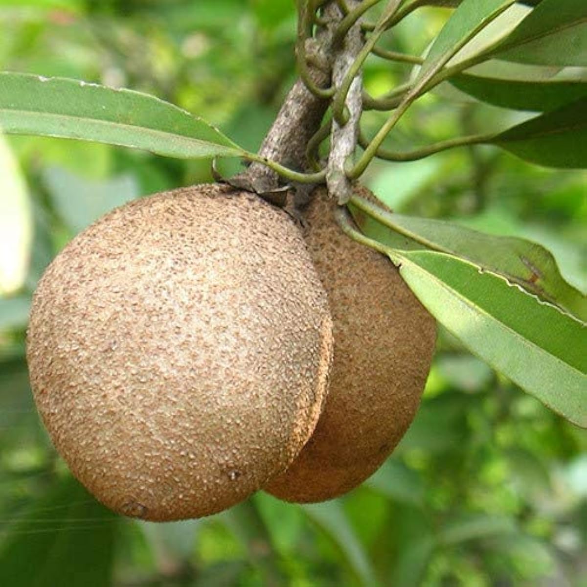 Sapodilla Fruit Seeds up to 50%